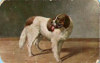 St.  Bernard Dog Vintage 1908 Postcard