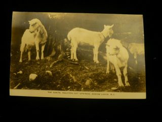 " The Goats " Halcyon Hot Springs Postcard Arrow Lakes Bc 1900 