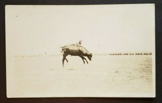 Buffalo,  South Dakota - Riding A Steer - Pre - 1930 Old Real Photo Postcard Rppc E