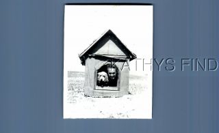 Found B&w Photo V,  0350 Man Posed In Dog House With Dog