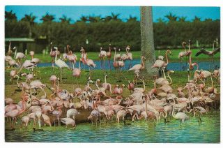 Vintage Florida Chrome Postcard Florida 