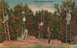 Picking Oranges In Florida,  Fl,  1938 Linen Antique Vintage Postcard G3331