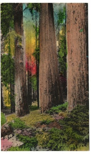 Among The Giant Redwoods Handcolored Postcard Sunny Scenes