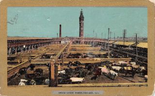 C21 - 8175,  Union Stock Yards Chicago Illinois Cows.  Postcard.