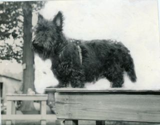 Vintage Photo Snapshot - Black Scottish Terrier - Scottie Dog Named " Mischief "