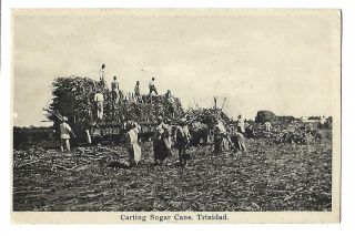 Trinidad.  Carting Sugar Cane.  Posted In 1933.  Ethnic.  Social History.