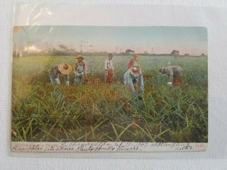Vintage Black Americana German Postcard " Picking Pines In Florida " 1907