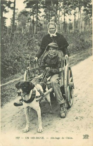 197.  En Sologne (france).  Attelage De Chien Postcard.  Boy Riding In Dog Cart
