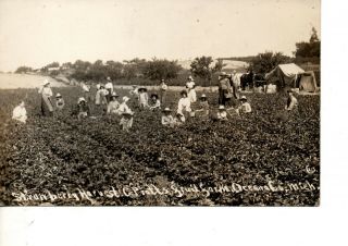 Rppc Strawberry Harvest Oceana Mi Women Child Labor Picking Fruit 248