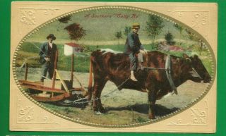Boy Riding A Bull/bull Pulling Plow (?) / Man / A Southern " Tally Ho " /emboss Pc