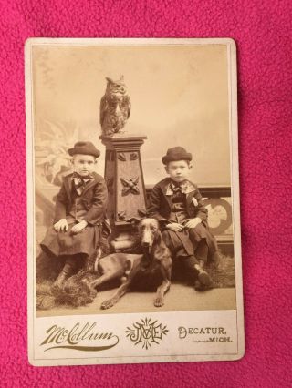 Vintage Cabinet Photo Twins Horned Owl Bubo Dog Victorian Rottweiler Michigan