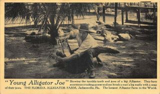 Jacksonville Fl " Young Alligator Joe " Florida Alligator Farm Postcard