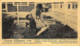 Jacksonville Fl " Young Alligator Joe " The Florida Alligator Farm Postcard