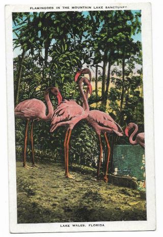 Vintage Florida Linen Postcard Lake Wales Flamingoes Mountain Lake Sanctuary
