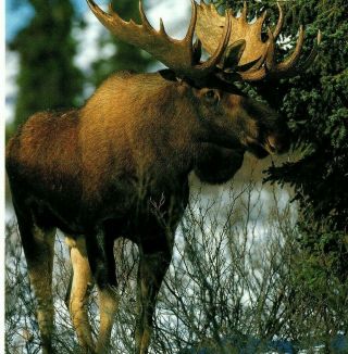 Alaskan Moose Largest Type In The World Alaska Postcard