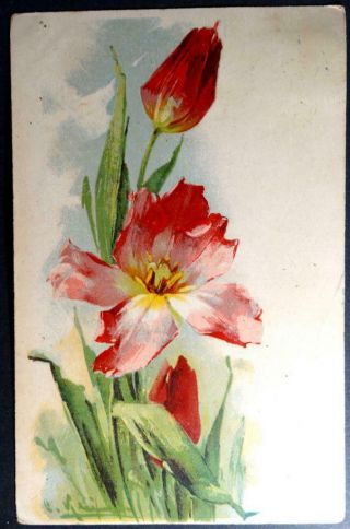 Postcard Artist Signed C.  Klein (catherine) Bright Red Tulips Or Lillies