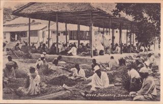 Vintage Postcard - Clove Industry Zanzibar A.  C.  Gomes