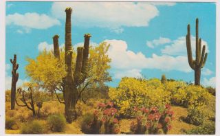 Springtime On The Desert Post Card.