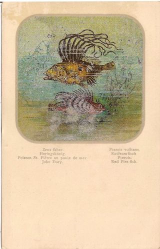 John Dory Fish And Red Fire Fish Postcard Pck