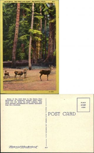 Wild Buck Deer Two Does & Fawn Big Basin California 1940s Linen Postcard