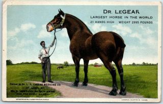 St.  Louis,  Missouri Postcard " Dr.  Legear Largest Horse In The World " C1920s
