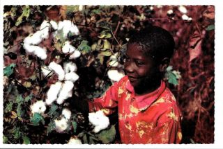 Vintage Postcard Picturing A Little Black Boy Picking Cotton