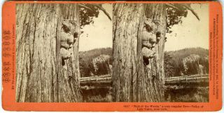 1860s Lake Tahoe Valley Nick Of The Woods El Dorado Co. ,  Ca Houseworth Stereoview