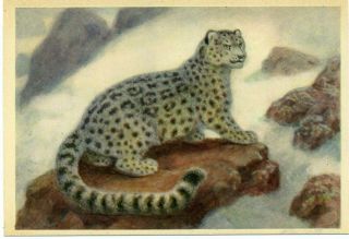 1960 Vatagin Irbis Big Cat Snow Leopard Russian Unposted Postcard