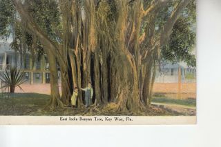East India Banyan Tree Key West Fl