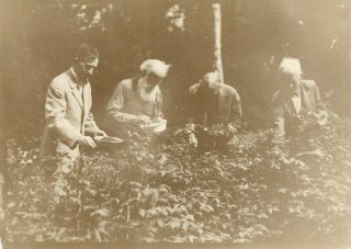 Thomas Edison,  Henry Ford,  John Burroughs And Harvey Firestone Picking