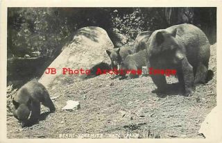 Yosemite National Park,  Rppc,  Mother Bear With Cubs,  1953 Pm