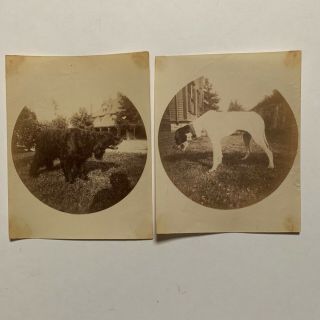 2 Vintage Kodak 1890 