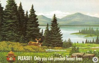 Smokey The Bearplease Only You Can Prevent Forest Fires Postcard