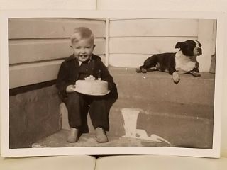 Vintage Black And White Photograph Little Boy Birthday Cake Rat Terrier Dog