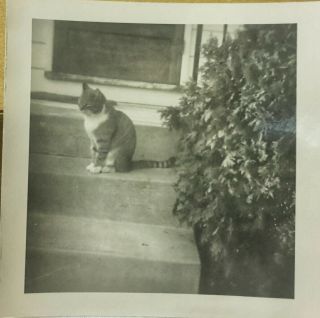2 Vintage Old Photos And Neg Of Little Kitty Cat Crouching Before Attack In Yard