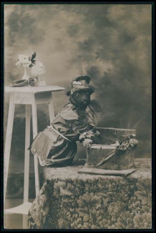 Dressed Schipperke Dog Old 1910s Photo Postcard