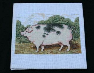 Lovely Pig.  Completed Cross Stitch Ready For Framing