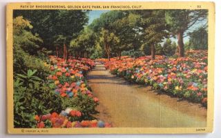 Path Of Rhododendrons Spring In Golden Gate Park San Francisco California 1950