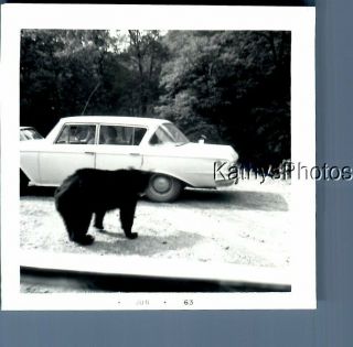 B&w Photo F,  2894 Large Bear By Old Car