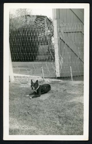 Cute Boston Terrier Dog Vintage Photo Snapshot 1940s Suburban Yard Puppy Pets