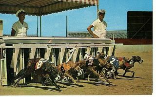 Daytona Beach,  Florida,  Kennel Club Greyhound Racing Postcard / 3