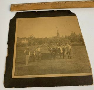 Large Antique Photo Farmers Cows Workers In Field Kids Family 1900s Midwest Us