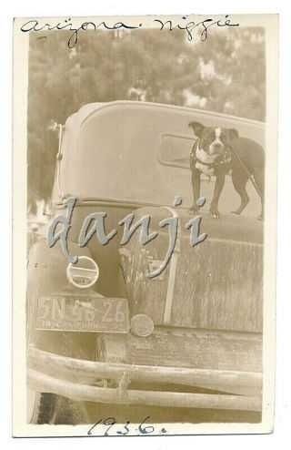 Boston Terrier Pit Bull Dog " Niggie " On Trunk On Back Of Antique Car 1936 Photo