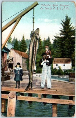 Vintage Oregon Postcard " Columbia River Sturgeon,  On Line Of O.  R.  &n.  Co.  " 1910