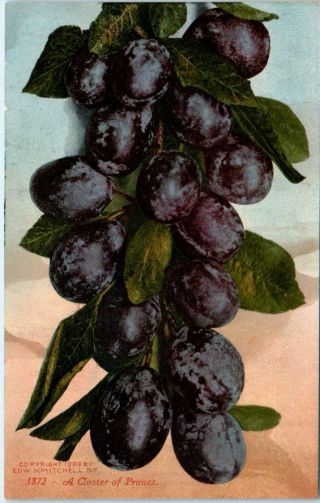 California Farming Postcard " A Cluster Of Prunes " 1909 Mitchell Publ Co