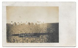 1909 Rppc Real Photo Postcard Field Of Millet / Corlena,  Texas