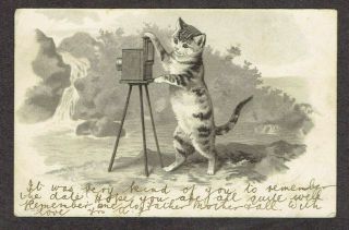 H Maguire Artist Old Postcard Anthropomorphic Cat Taking Photographs 1906 Emb