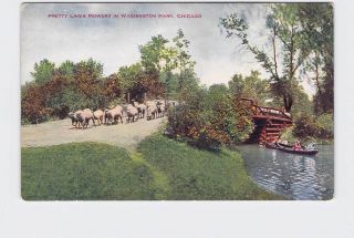 Antique Postcard Illinois Chicago Washington Park Pretty Lawn Mowers Sheep River