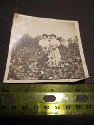 Vintage Turn Of The Century Photo Of Two Young Women Standing In Field Of Cotton