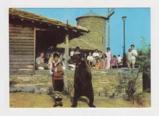 Bulgarian 1970s Photo Postcard Gypsy With Performing Dancing Bear